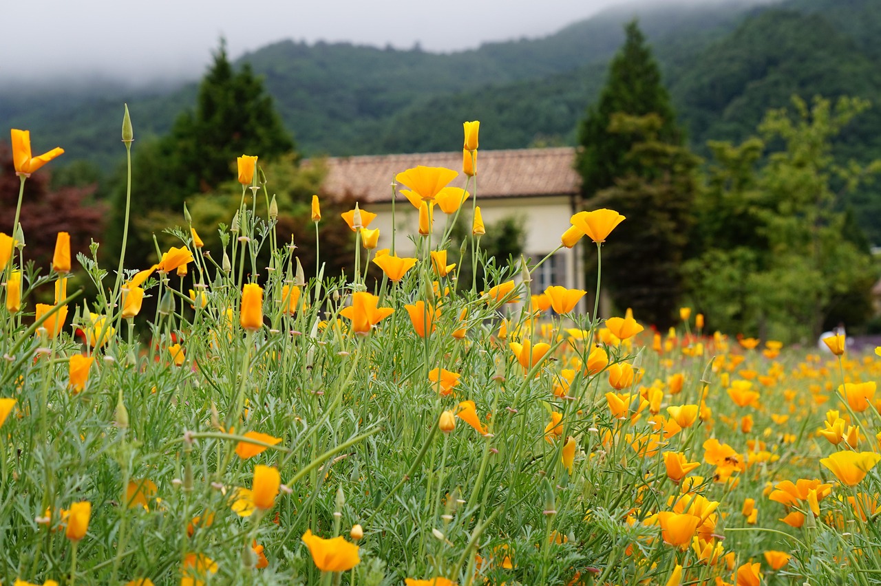 港免税白金万宝路：游戏代理注册公司